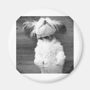 Shih Tzu ta sig en tupplur Magnet