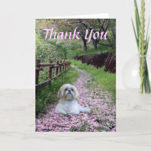Shih Tzu tackkort