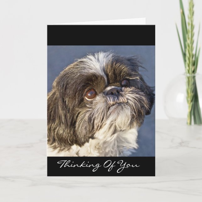 Shih Tzu tänker på ditt hälsningskort - Verse Kort (Framsida)