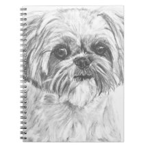 Shih Tzu teckning