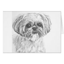 Shih Tzu teckning