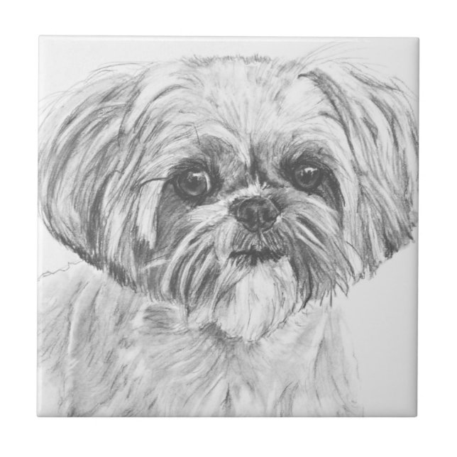 Shih Tzu teckning Kakelplatta (Framsidan)