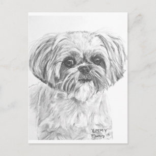 Shih Tzu Teckning Vykort