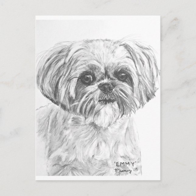 Shih Tzu Teckning Vykort (Framsida)