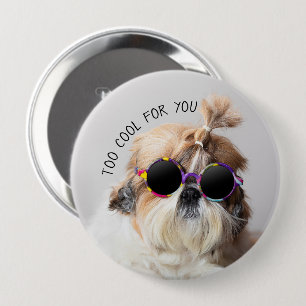 Shih Tzu till Coola för dig Sunglasses Photo Knapp