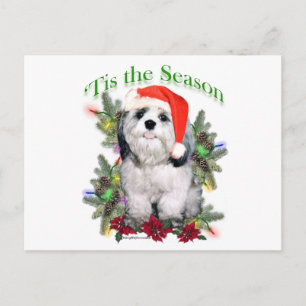 Shih Tzu "Tis Vykort