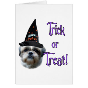 Shih Tzu Trick Hälsningskort