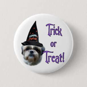 Shih Tzu Trick Knapp