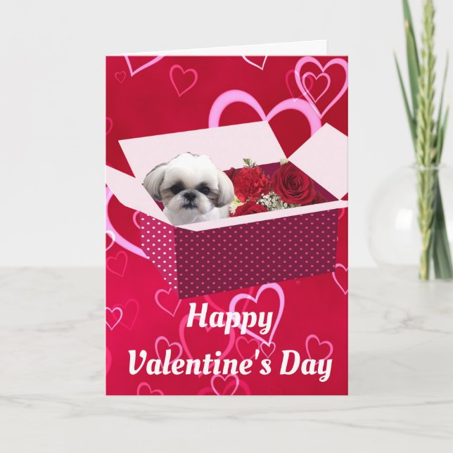 Shih tzu Valentine Day Card, Hund Helgkort (Framsida)