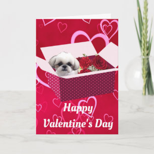 Shih tzu Valentine Day Card, Hund Helgkort