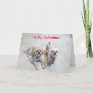 Shih Tzu Valentine Helgkort