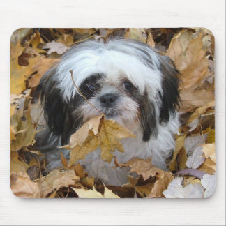 shih-tzu valp musmatta