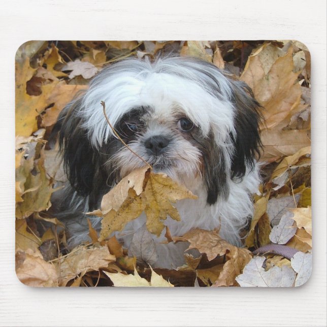 shih-tzu valp musmatta (Framsidan)