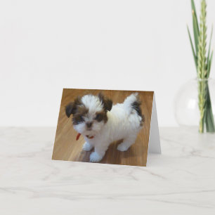 Shih Tzu valp Notecards Kort