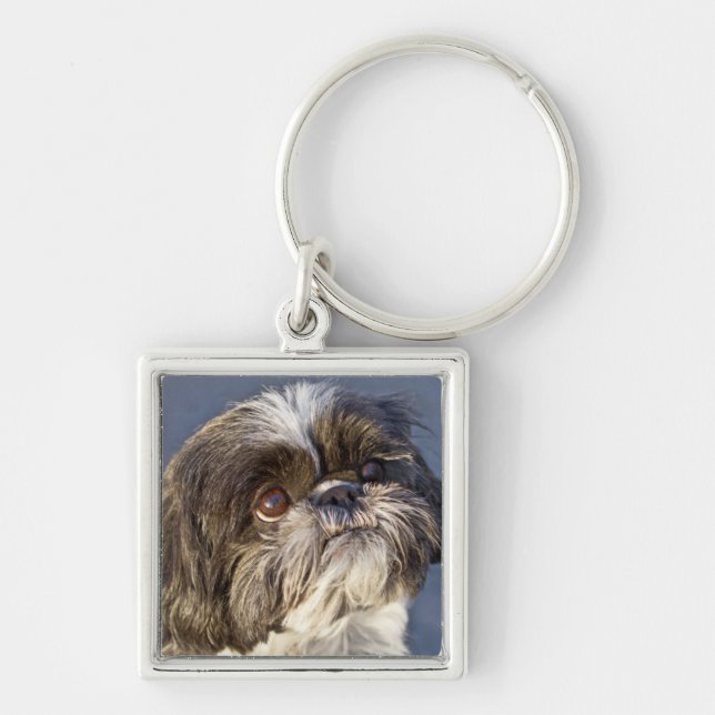 Shih Tzu-valp Premium Nyckelring (Framsidan)