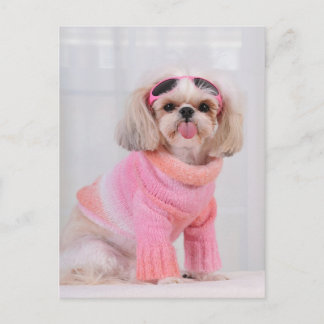 Shih Tzu Valp - Razz Vykort