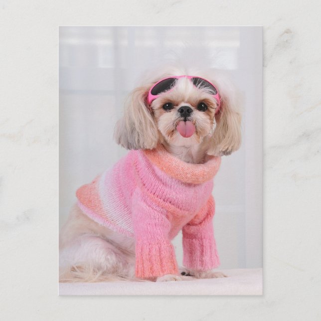 Shih Tzu Valp - Razz Vykort (Framsida)