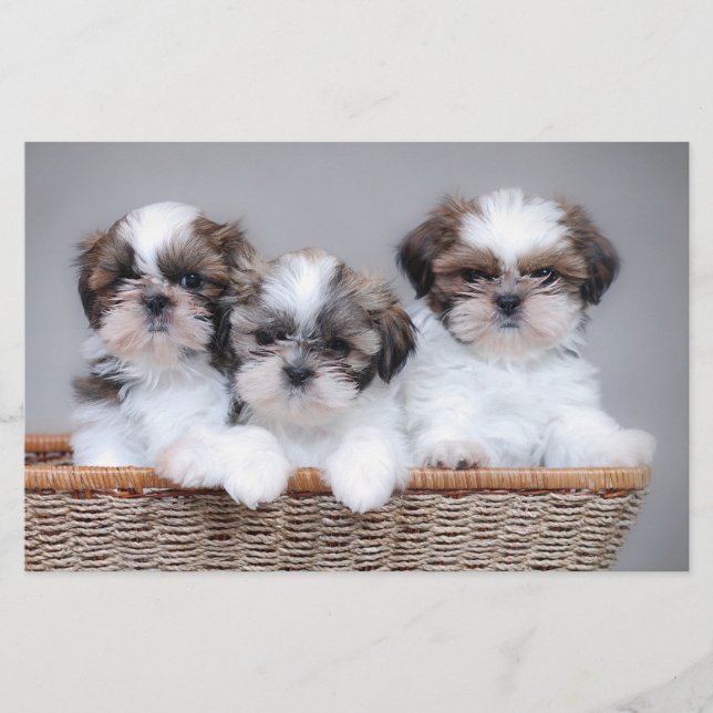 Shih Tzu-valpar Brevpapper (Framsida)