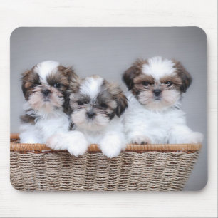 Shih Tzu-valpar Musmatta