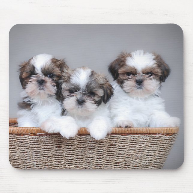 Shih Tzu-valpar Musmatta (Framsidan)