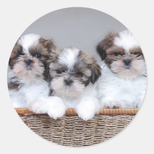 Shih Tzu-valpar Runt Klistermärke