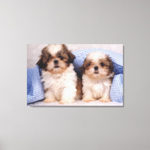 Shih Tzu valpar under en kontrollerad filt Canvastryck