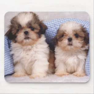 Shih Tzu valpar under en kontrollerad filt Musmatta