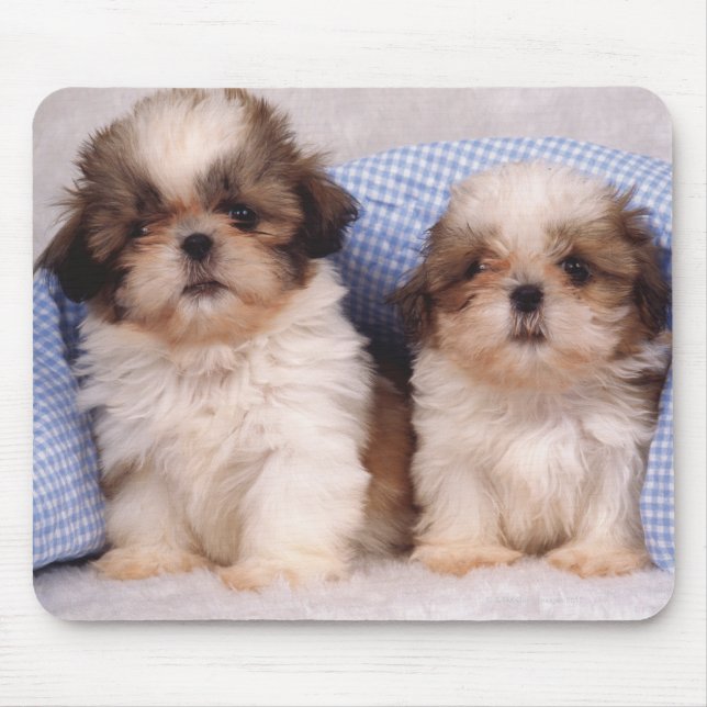 Shih Tzu-valpar under en kontrollerad filt Musmatta (Framsidan)
