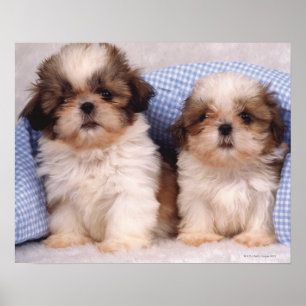 Shih Tzu-valpar under en kontrollerad filt Poster