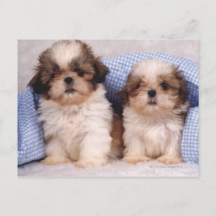 Shih Tzu-valpar under en kontrollerad filt Vykort