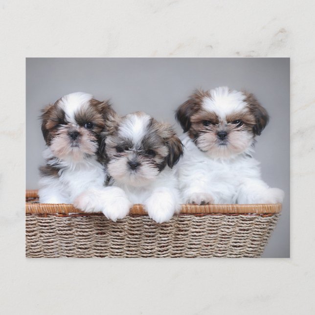 Shih Tzu-valpar Vykort (Framsida)