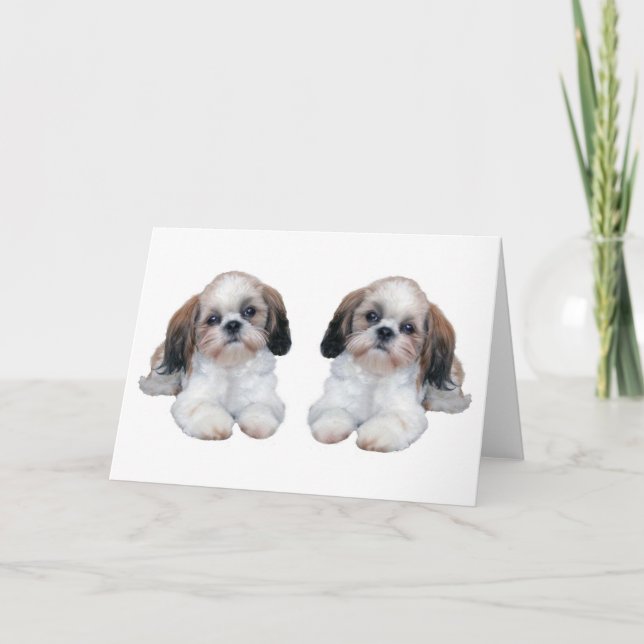 Shih Tzu valpkort Kort (Framsida)