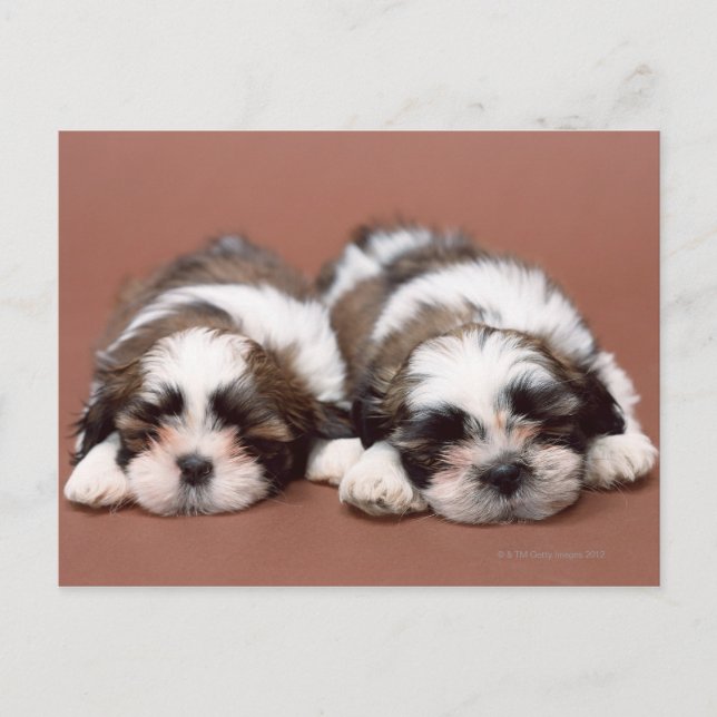 Shih Tzu Vykort (Framsida)