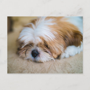 Shih Tzu Vykort
