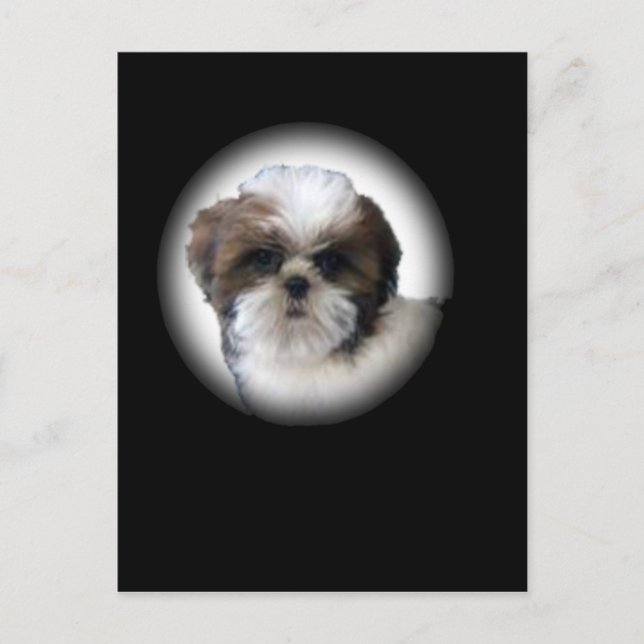 Shih-Tzu Vykort (Framsida)