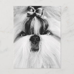 Shih Tzu Vykort