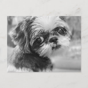 Shih Tzu-vykort Helg Vykort