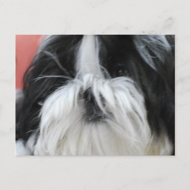 Shih Tzu-vykort Vykort (Framsida)