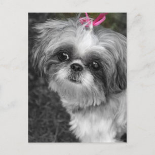 Shih Tzu-vykort Vykort