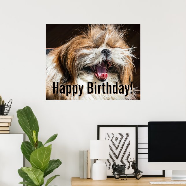 Shih tzu yawning laughing funny Happy birthday  Poster (Hemmakontoret)