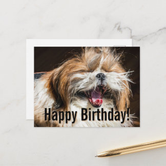 Shih tzu yawning laughing funny Happy birthday  Vykort