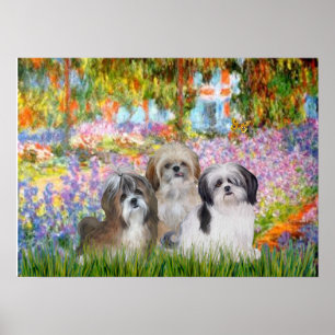 Shih Tzus (3) - Garden Poster