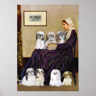 Shih Tzus (7) - Whistlers Mor Poster