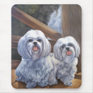 Shih Tzus Musmatta