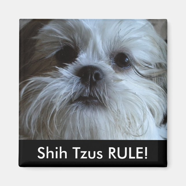 Shih Tzus RULE-kylskåp, magnet (Framsidan)