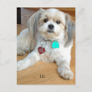 Shih TzuX med namnet Liz Postcard Vykort