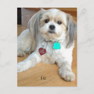 Shih TzuX med namnet Liz Postcard Vykort
