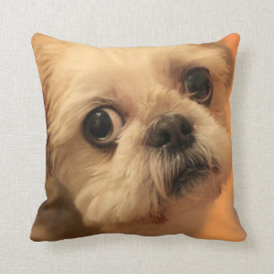 Shihtzu Kudde