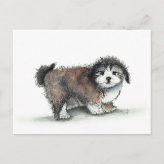 Shihtzu Puppy Hund, Pet Vykort