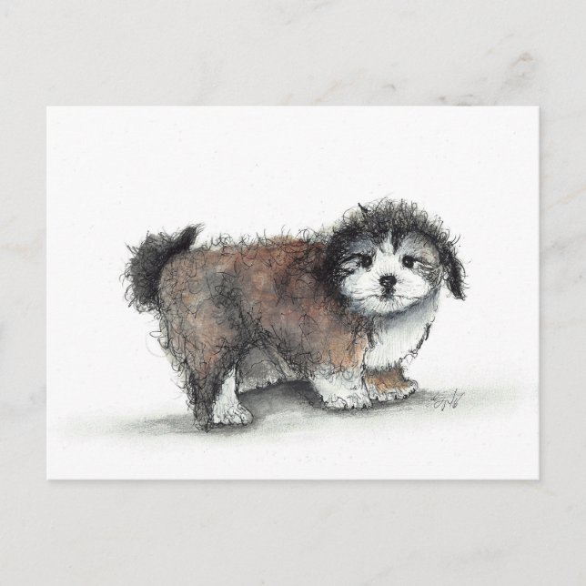 Shihtzu Puppy Hund, Pet Vykort (Framsida)